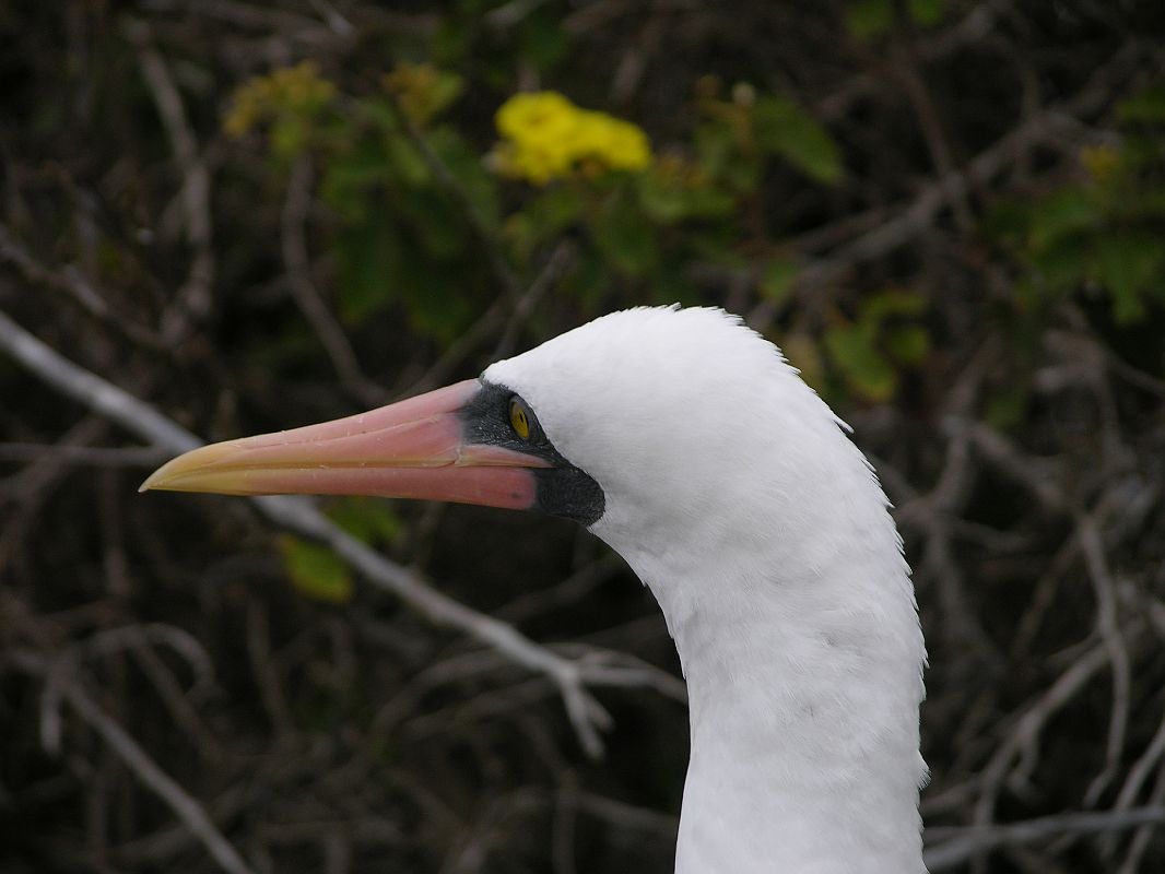 Galapagos 7-1-10 Genovesa Prince Philips Steps Nazca Masked Booby Close Up